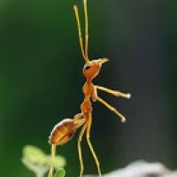 流浪北美的螞蟻